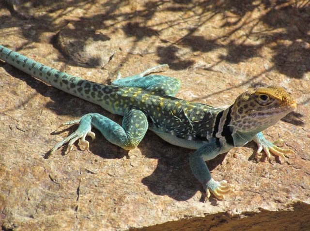 Eastern Collared Lizard